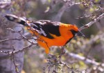 Altamira Oriole