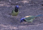 Green Jay