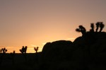 Joshua Tree Sunset