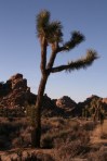 Joshua Tree