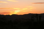 Joshua Trees Dusk