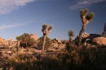 Joshua Trees