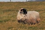Gallarus Sheep