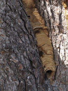 IMG_2882 Large Web view