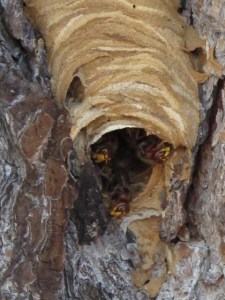 The bee's front door
